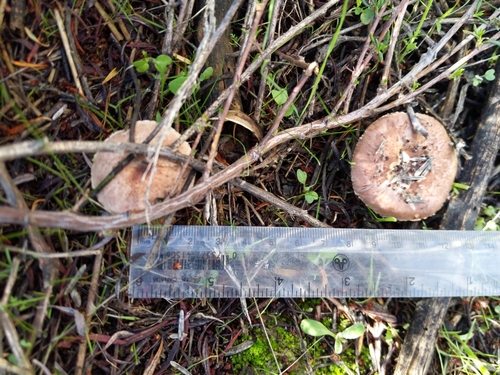iNaturalist observation photo of Fungi Including Lichens