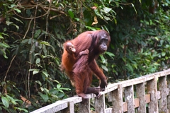 Pongo pygmaeus