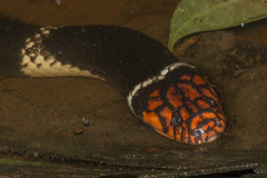 Micrurus surinamensis