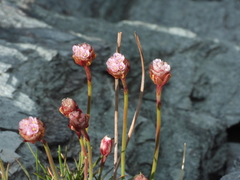 Armeria curvifolia