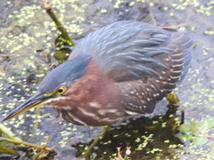 Butorides virescens