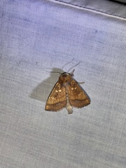 Papaipema harrisii