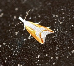 Arotrophora arcuatalis