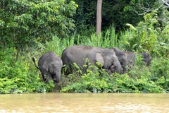 Elephas maximus borneensis