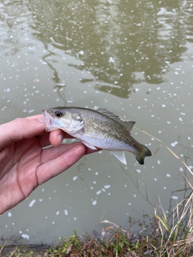 Spotted bass (Micropterus punctulatus) — Centrarchidae — 5