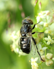 Eristalinus