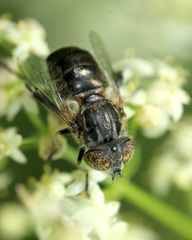 Eristalinus