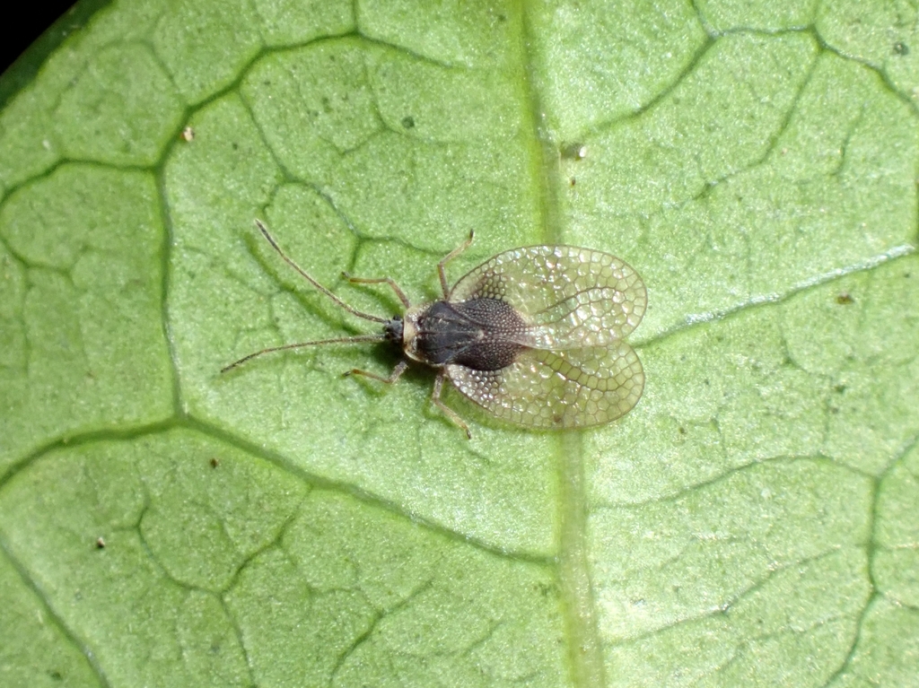Nobarnus