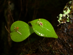 Lepanthes appendiculata