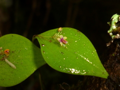 Lepanthes appendiculata