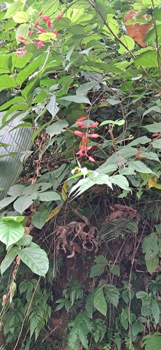 Scarlet clock vine (Thunbergia coccinea)