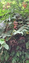 Thunbergia coccinea, photograph (c) Sandipan Das, some rights reserved (CC BY)