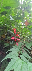 Thunbergia coccinea, photograph (c) Sandipan Das, some rights reserved (CC BY)