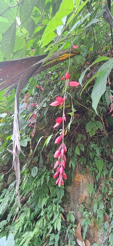 Thunbergia coccinea, photograph 5