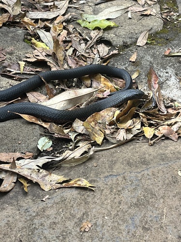 Red-bellied Black Snake sighting