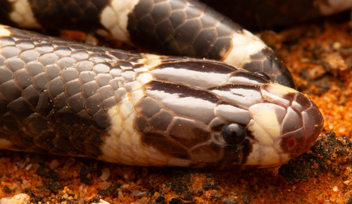 Eastern Bandy Bandy sighting