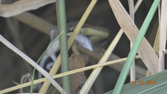Oxybelis microphthalmus
