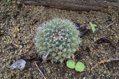 Mammillaria petrophila petrophila