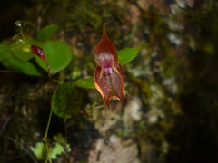 Lepanthes enca-barcenae