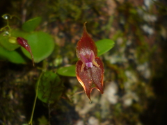 Lepanthes enca-barcenae