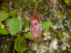 Lepanthes enca-barcenae