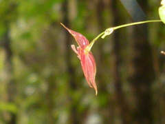 Lepanthes enca-barcenae