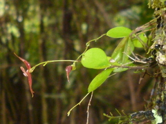 Lepanthes enca-barcenae