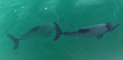 Cephalorhynchus hectori