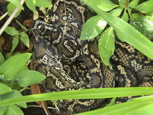 Coastal Carpet Python sighting