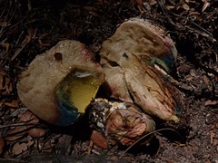 Boletus leptospermi