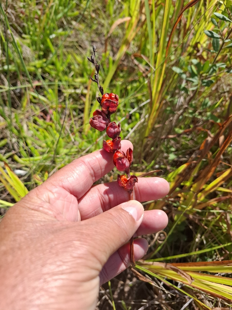 Chasmanthe aethiopica, Sedgefield, Sedgefield, 6573, South Africa, by ish_crew