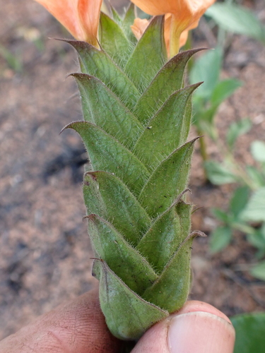 Sabi Crossandra