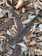 Gleditsia triacanthos