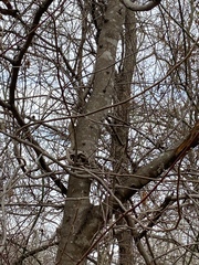 Gleditsia triacanthos