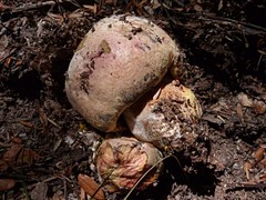 Boletus leptospermi