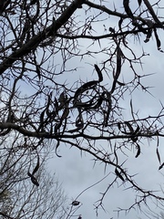 Gleditsia triacanthos