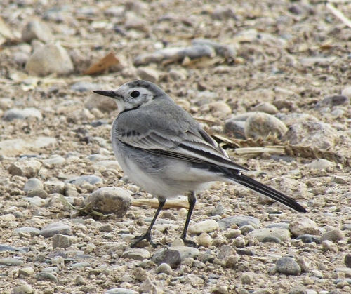 White Wagtail