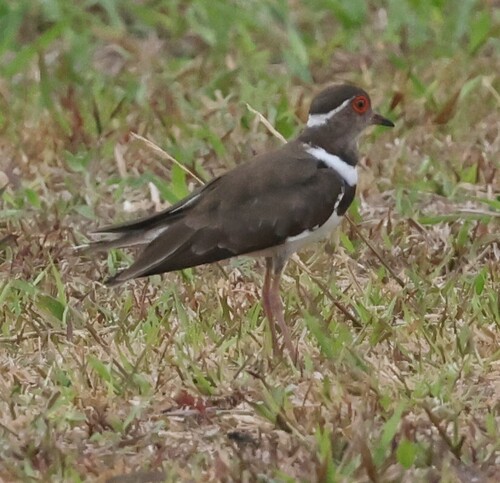 iNaturalist image