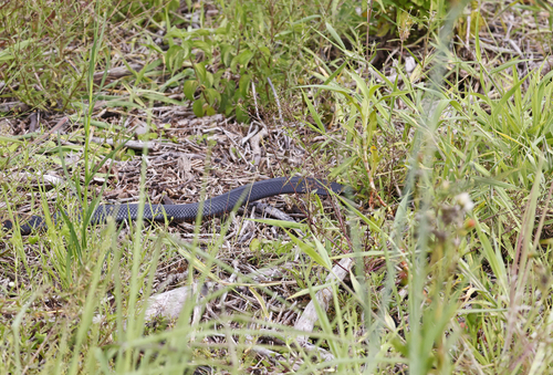 Red-bellied Black Snake sighting