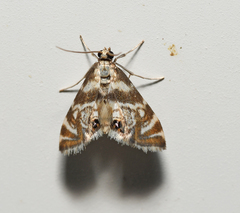 Petrophila canadensis