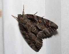 Catocala neogama