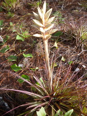Tillandsia vicentina