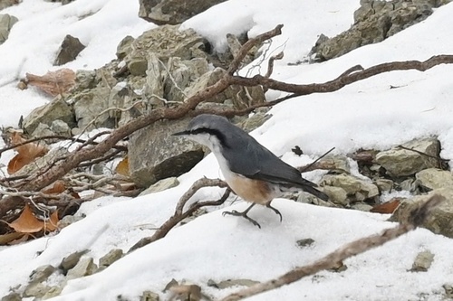 Eurasian Nuthatch