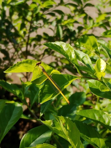 Coromandel Marsh Dart
