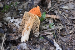 Phallus haitangensis