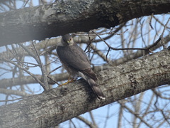Accipiter striatus