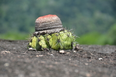 Melocactus neryi