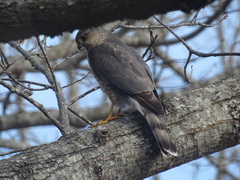 Accipiter striatus