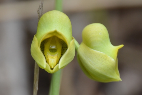 Catasetum planiceps · iNaturalist United Kingdom