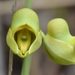Catasetum planiceps - Photo (c) Tom Heijnen, some rights reserved (CC BY-NC), uploaded by Tom Heijnen